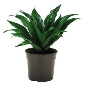 Dracaena Janet Craig