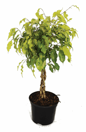 Ficus 'Monique' Braided