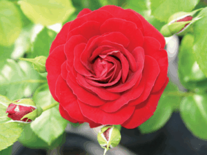 Rose 'Grand Palace'