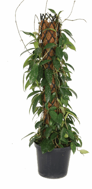 Hoya Carnosa 25cm