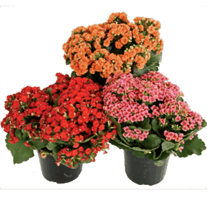 Kalanchoe Blossfeldiana