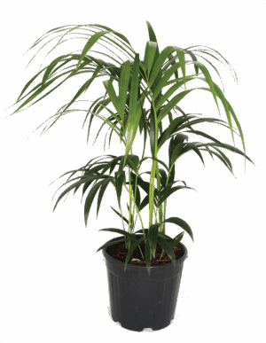 Kentia Palm