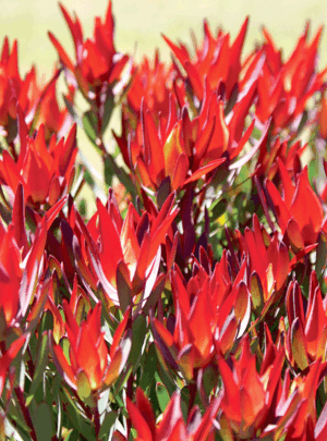 Leucadendron 'Red Devil'