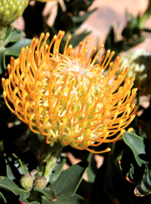 Leucospermum 'Ayoba Sun'