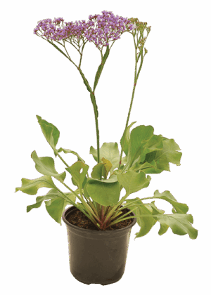 Limonium Perezii