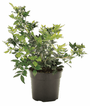 Murraya Exotica