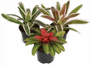 Neoregelia Varieties 20cm