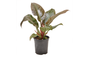 Philodendron 'Rojo Congo'