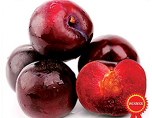 Plum 'Methley'
