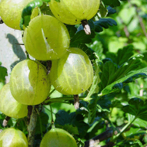 Ribes Uva-Crispa 19cm