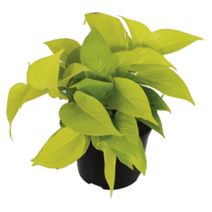 Scindapsus 'Diamond Lime' 15cm