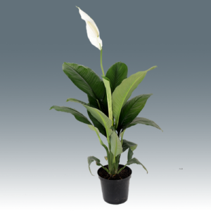 Spathiphyllum Sensation