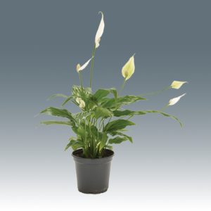 Spathiphyllum Wallisii