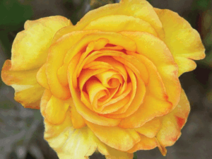Rose 'Stodel's Beauty'