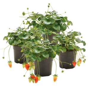 Strawberry (Fragaria ananassa)