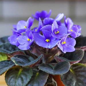 Saintpaulia 'African Violet' 12cm