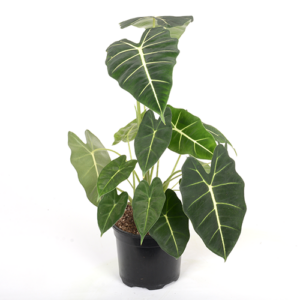 Alocasia Frydek