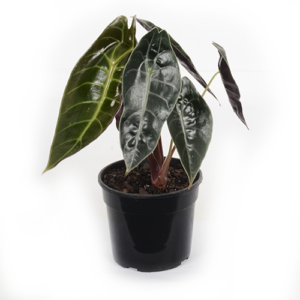 Alocasia Watsonia 14cm