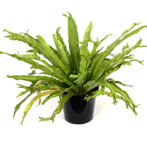Asplenium Crissie Crested 20cm