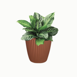 Pot Barcelona