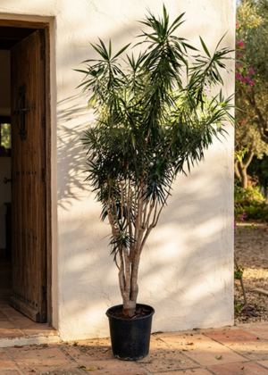 Dracaena Angazi 35cm
