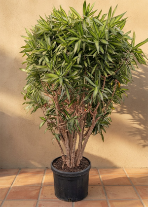 Dracaena Reflexa 40cm