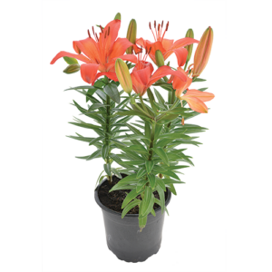 Lilium Asiatic Mixed 16cm