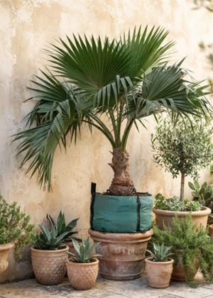 Pritchardia Pacifica 300L