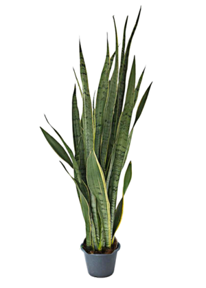 Sansevieria Trifasciata Cloudland 15cm