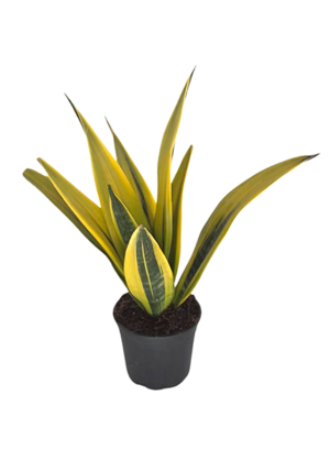 Sansevieria Trifasciata Golden Flame