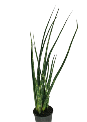 Sansevieria Trifasciata Java