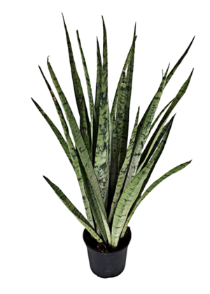 Sansevieria Trifasciata White Princess