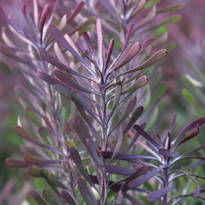Leucadendron Purple Haze 22cm