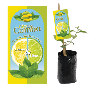 Citrus Lemon & Lime Combo 19cm
