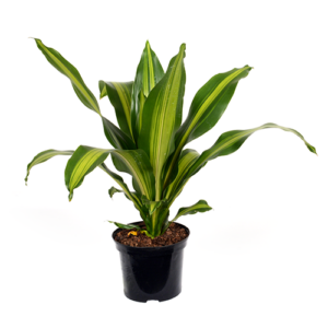Dracaena Arborea "Golden Heart" 20cm