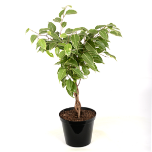Ficus Benjamina "Golden Princess" 15cm
