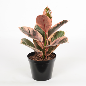 Ficus Elastiaca 'Belize'