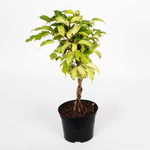Ficus Benjamin 'Monique' Braided 15cm