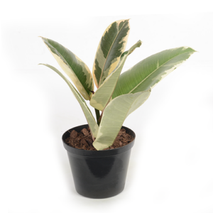 Ficus Elastiaca 'Tineke'