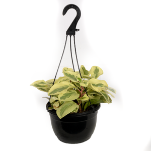 Peperomia Obtusifolia 'USA' 20HB