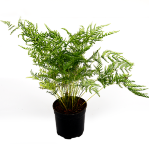 Pteris Stramina 20cm