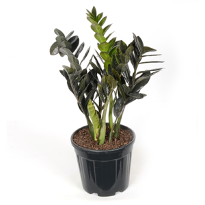 Zamioculcas 'Raven' 25cm