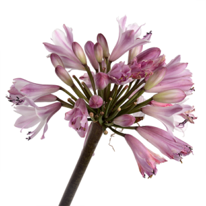 Agapanthus Poppin Pink 17cm